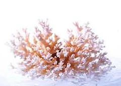 coral water marine bio, блог Marine Bio, коралловый кальций,